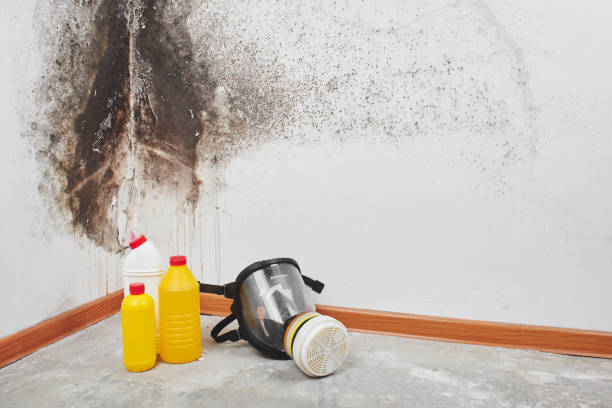 Best Mold Damage Repair  in Pine Ridge At Crestwood, NJ