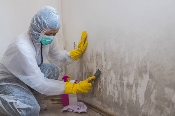 Best Crawl Space Mold Removal  in Pine Ridge At Crestwood, NJ