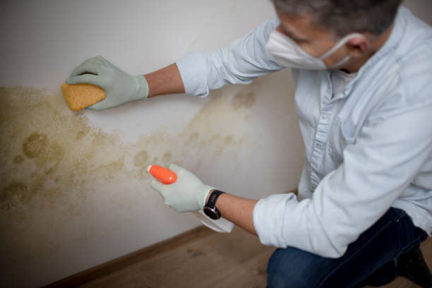 Best Mold Remediation  in Pine Ridge At Crestwood, NJ