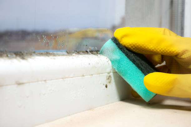 Best Attic Mold Removal  in Pine Ridge At Crestwood, NJ