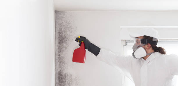 Best Mold Removal Company Near Me  in Pine Ridge At Crestwood, NJ