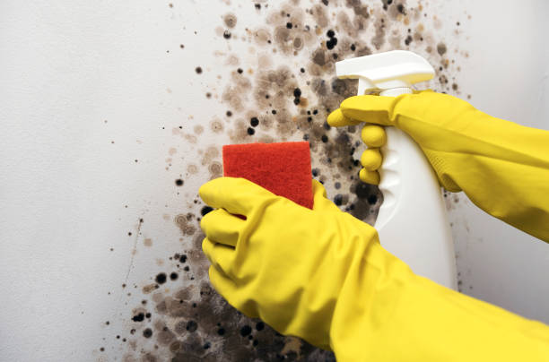 Best Mold Cleaning Services  in Pine Ridge At Crestwood, NJ