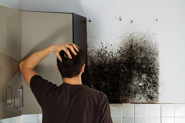 Best Professional Mold Removal  in Pine Ridge At Crestwood, NJ